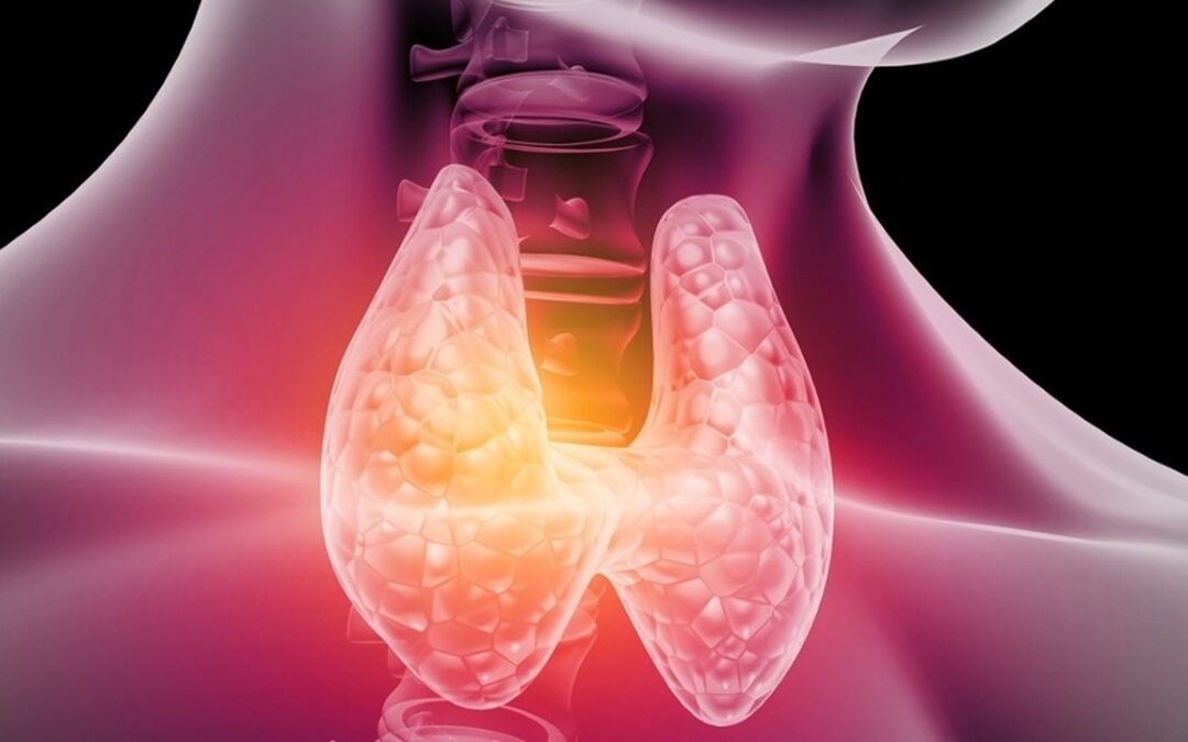 El Funcionamiento de la Tiroides: Un Vistazo Detallado