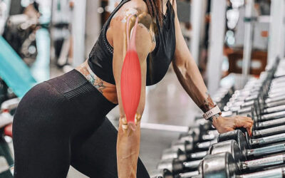 Sinergia entre Músculos y Articulaciones