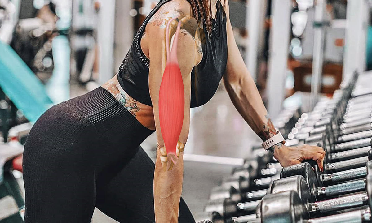 sistema Sinergia entre Músculos y Articulaciones